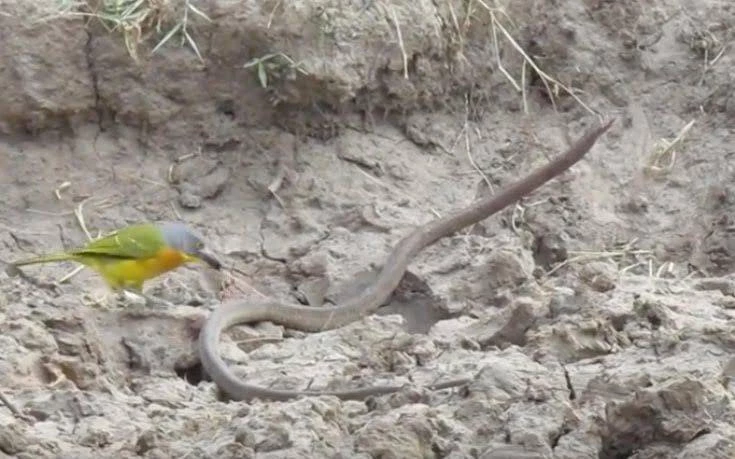 Μάχη μέχρι θανάτου με απρόσμενη εξέλιξη – Πουλί τα βάζει με φίδι (βίντεο)